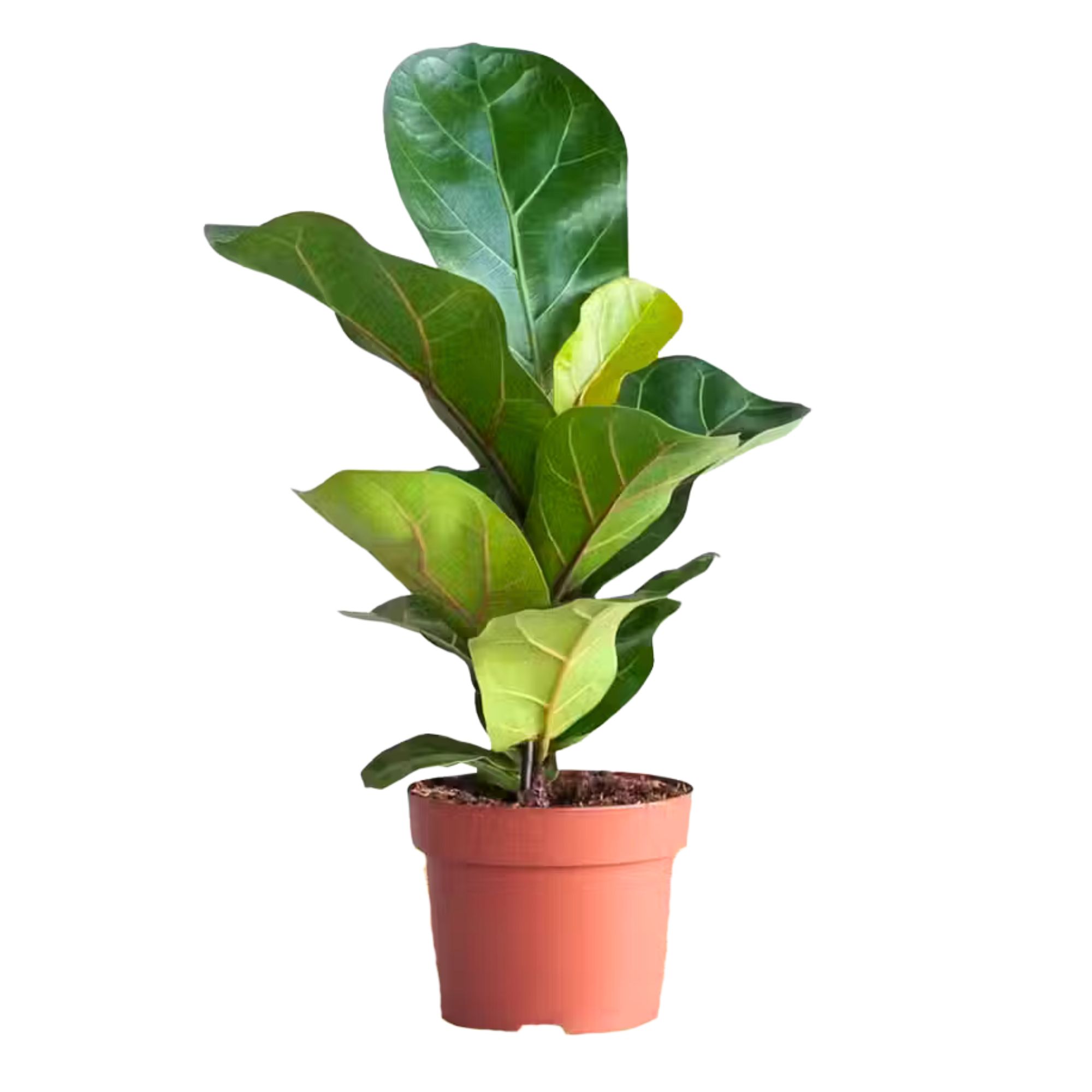 Geigenfeige Ficus Lyrata S